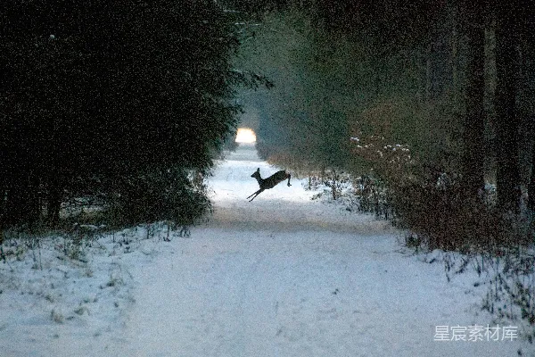高清摄影 雪地里的跃鹿
