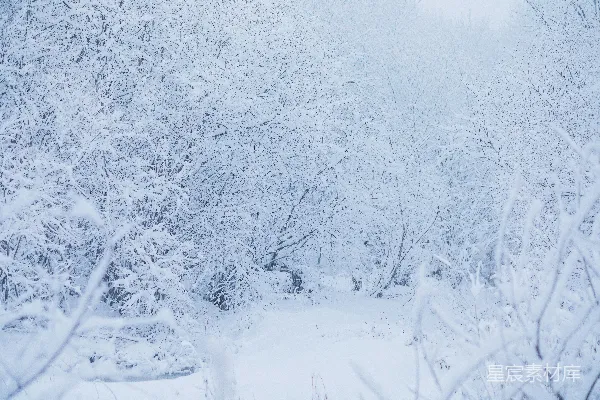 高清摄影 冬日森林雪景