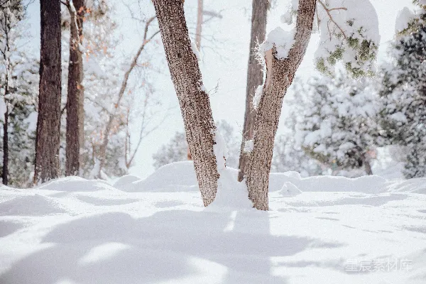 高清摄影 冬日森林雪景