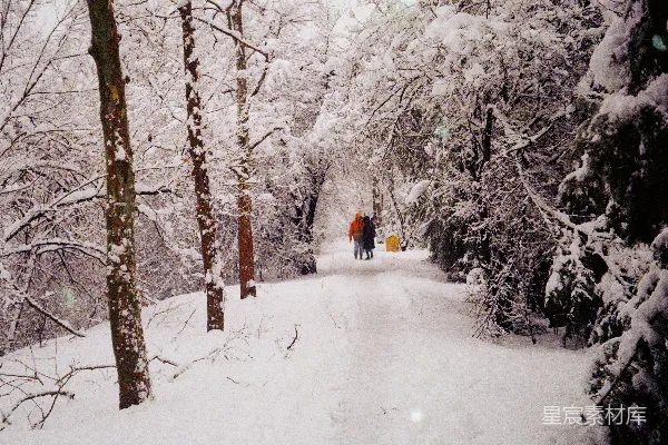 高清摄影 冬日雪景中的森林小径