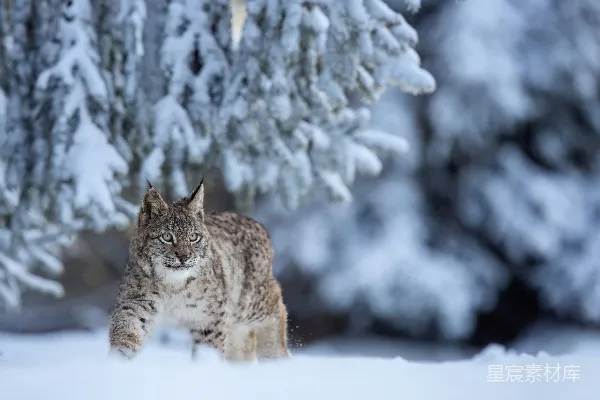 高清摄影 雪地中的猞猁