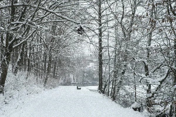 高清摄影 雪后森林小径
