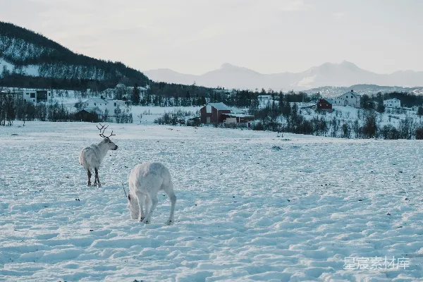 高清摄影 冬日的驯鹿与雪景