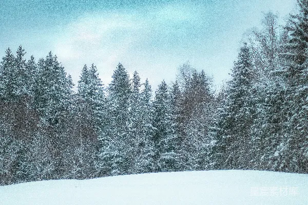 高清摄影 冬日森林雪景