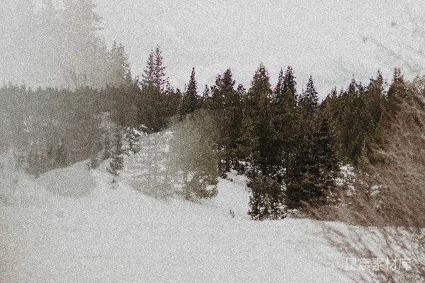 高清摄影 雪中的松树林
