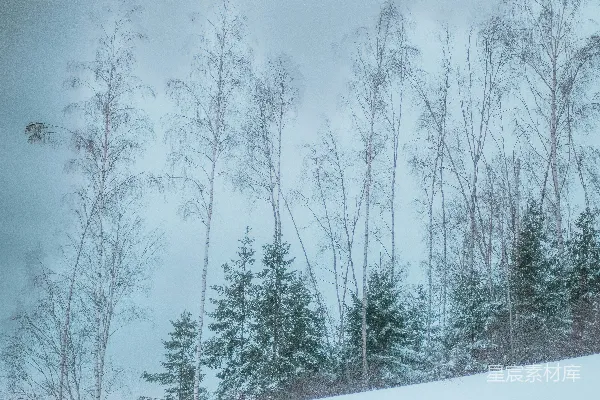 高清摄影 雪地里的桦树