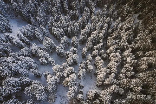 高清摄影 冬日雪景中的松树林