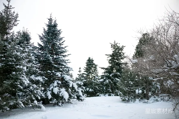 高清摄影 冬日雪景中的松树林
