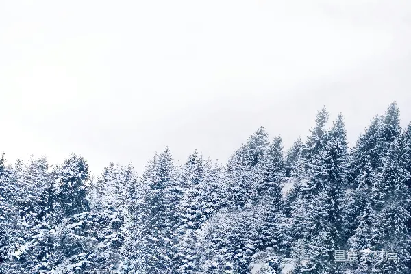 高清摄影 冬日雪景中的松树林