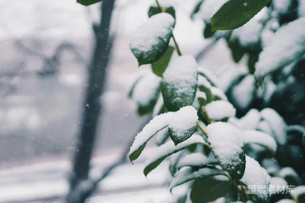 高清摄影 雪后的绿叶