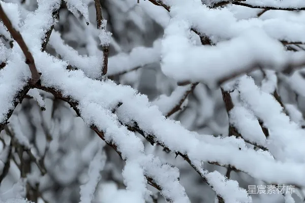高清摄影 雪覆枝头