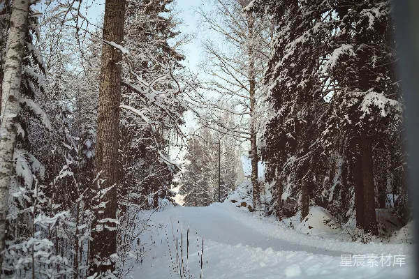 高清摄影 冬日雪景中的林间小道