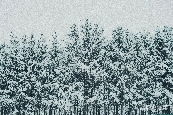 高清摄影 冬日雪林