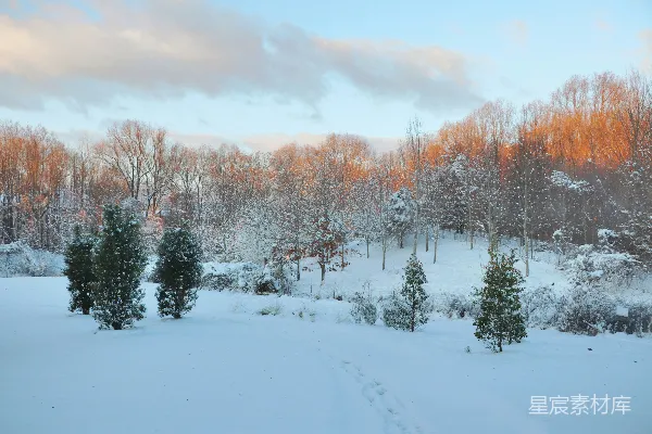 高清摄影 冬日雪景中的宁静森林