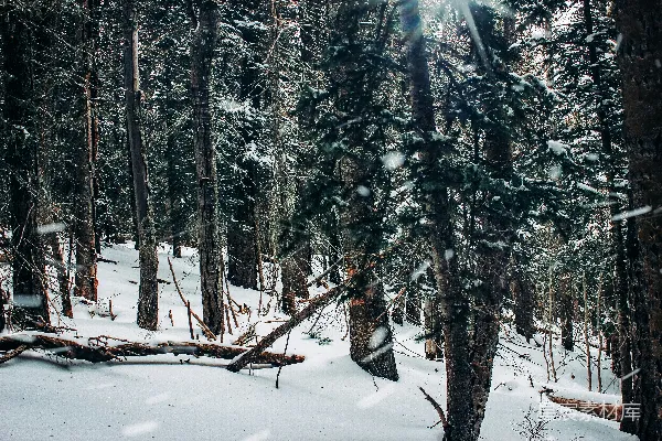 高清摄影 冬日森林雪景