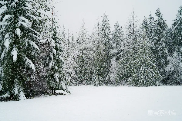 高清摄影 冬日雪景中的松树林