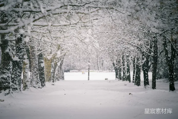 高清摄影 雪中的林荫道