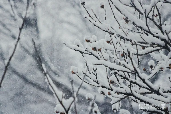 高清摄影 冬日雪景中的树枝
