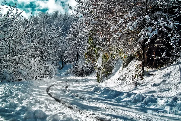 高清摄影 冬日雪景下的森林小径