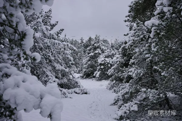 高清摄影 雪后的森林小径