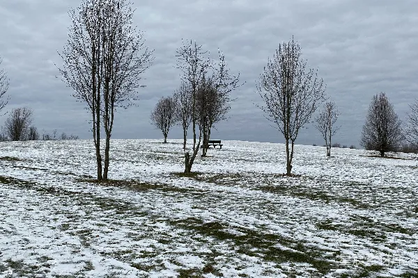 高清摄影 冬日雪景中的孤木
