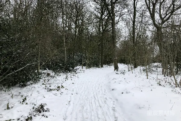 高清摄影 雪后的森林小径