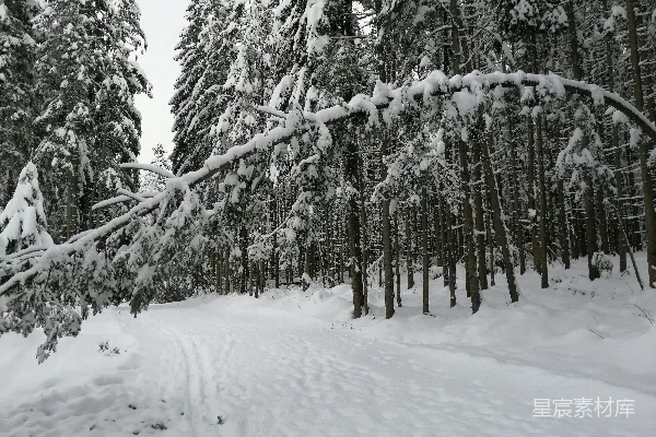 高清摄影 雪后的松树林