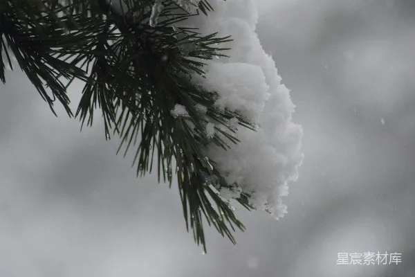 高清摄影 雪后的松枝