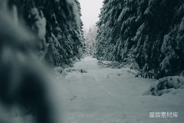 高清摄影 雪中的森林小径