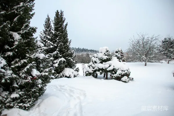 高清摄影 冬日雪景中的松柏