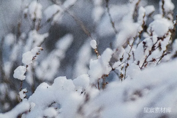 高清摄影 冬日雪景中的枯草