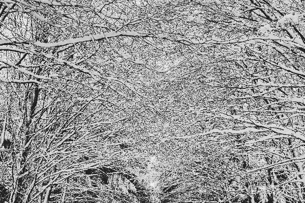高清摄影 冬日雪林的黑白童话