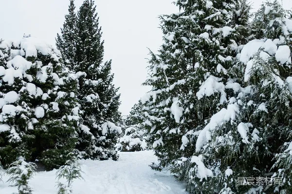 高清摄影 冬日雪景中的小径