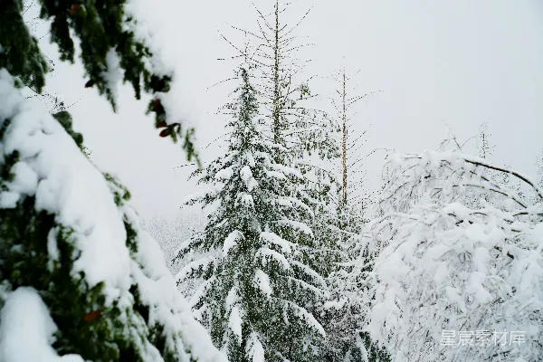 高清摄影 冬日雪景中的松树林