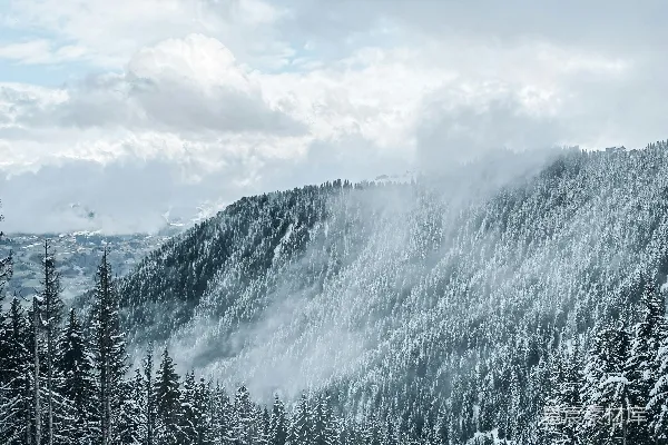 高清摄影 冬日雪景中的松林与云雾