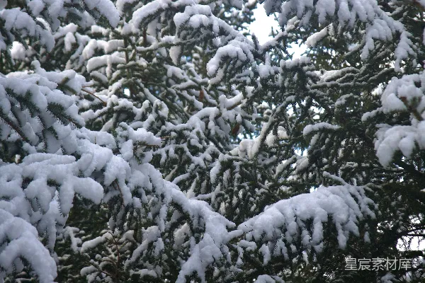高清摄影 冬日松枝雪景