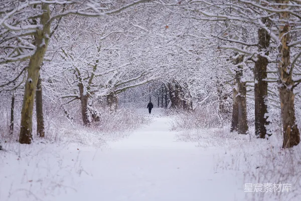 高清摄影 雪中的林荫道