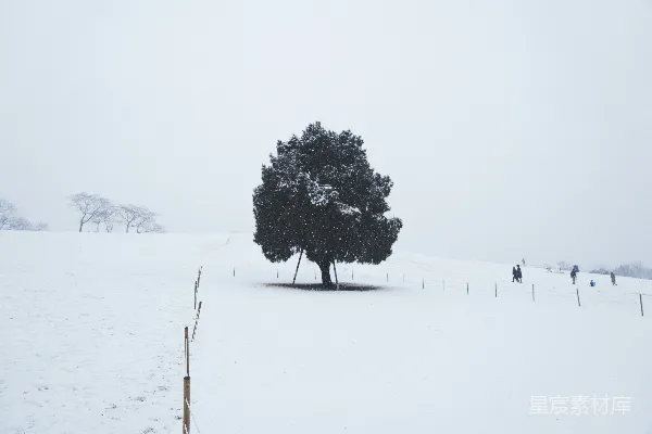 高清摄影 雪中的孤树