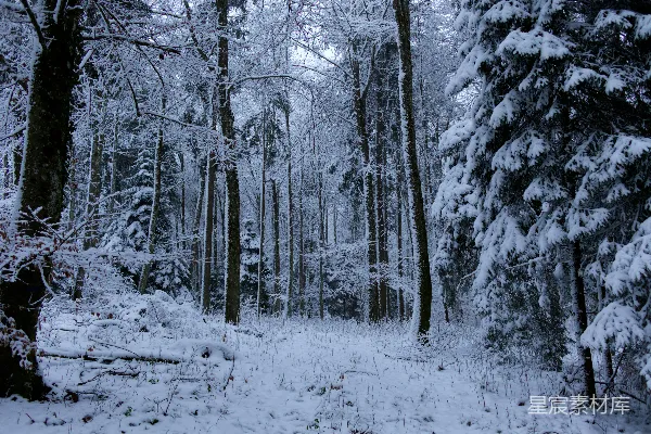 高清摄影 冬日雪景中的森林小径