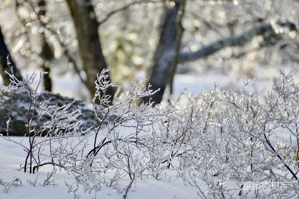 高清摄影 冬季霜花映雪景