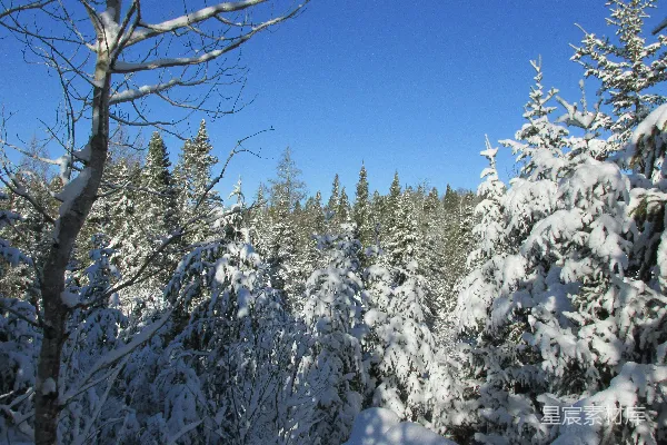 高清摄影 冬日雪景中的松树林