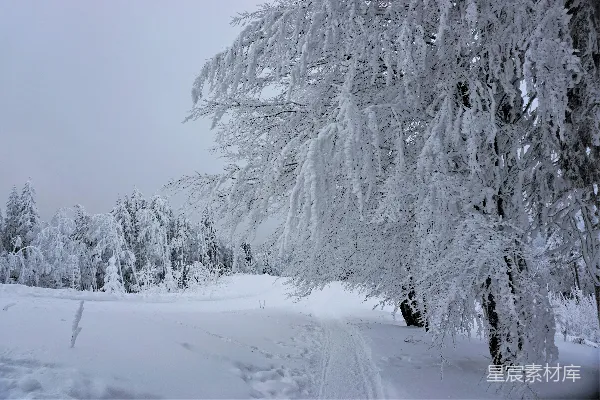 高清摄影 冬日雪景中的森林小径