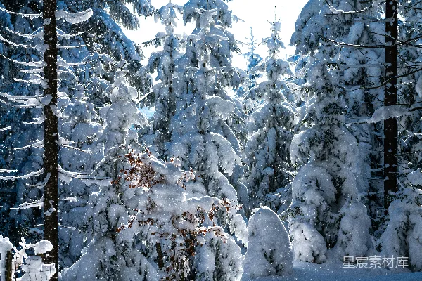 高清摄影 冬日雪景中的松树