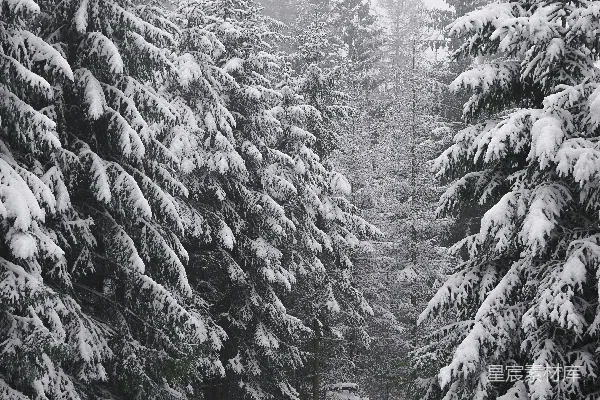 高清摄影 雪覆松林静谧径