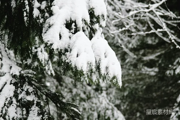 高清摄影 雪后的松树