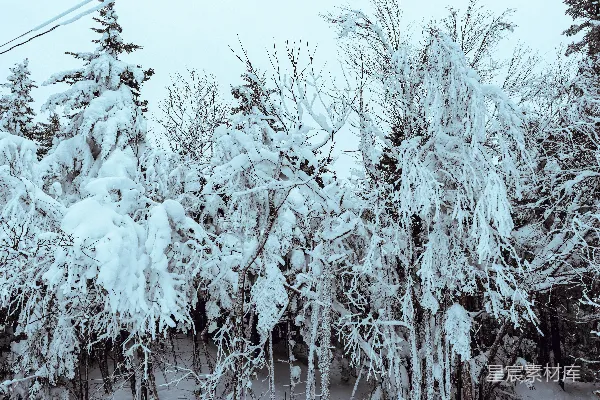 高清摄影 冬日雪景中的松树