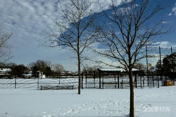 高清摄影 冬日雪地下的孤独树