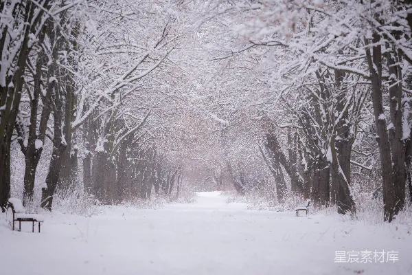 高清摄影 冬日雪景中的林荫小道