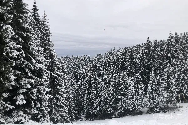 高清摄影 冬日雪林