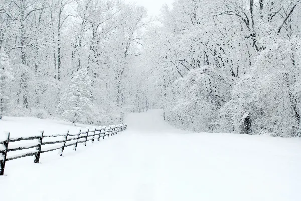 高清摄影 雪后的宁静林间小路